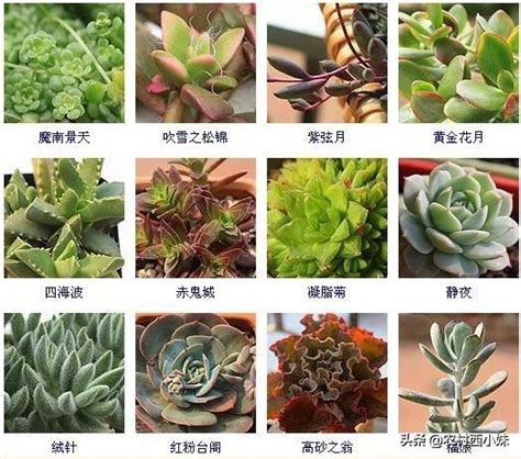 多肉名稱查詢|144種多肉植物名稱大全，常見品種